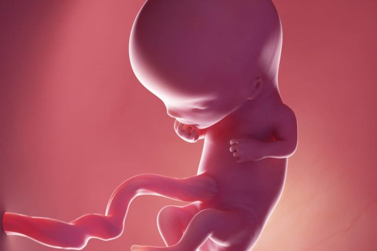 11. týden těhotenství: u miminka se začínají tvořit vlasové tkáně